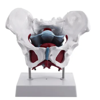 Модель женского таза и репродуктивных органов Анатомическая модель реабилитации мышц тазового дна женского мочевого пузыря