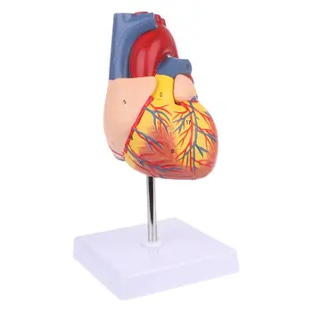 G5AA Разобранный анатомический образец человеческого сердца Анатомический медицинский инструмент для обучения анатомии