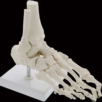 1:1 Модель анатомии скелета ладони человеческой стопы Медицинские науки Учебные ресурсы для студентов Анатомия Humana Biologie Набор инструментов
