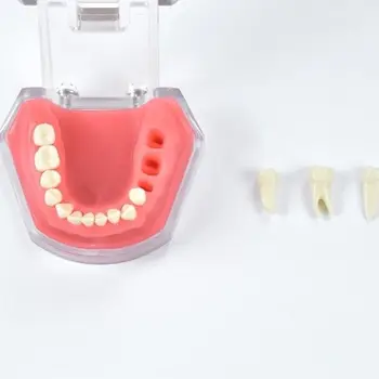 Модель обучения стоматологии Мягкая десна Практика Полный рот Удаляемая модель зуба Имитация лица Красный цвет
