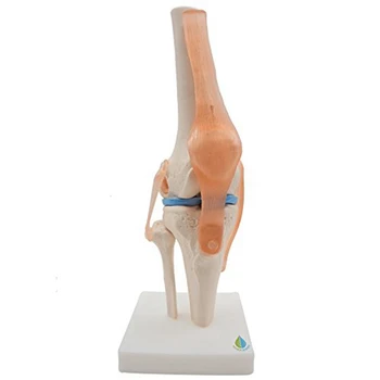 Анатомическая модель скелета коленного сустава Модель обучения коленного сустава человека с моделью связок, в натуральную величину