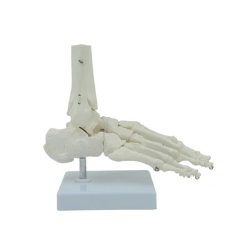 Анатомическая модель скелета стопы для