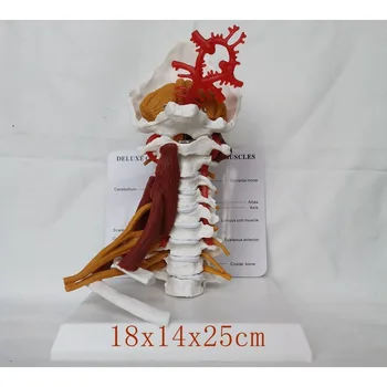 1:1 Шейные позвонки в натуральную величину Тело позвонка Позвоночник Анатомия человека Спинной мозг Шейный скелет Модель скелета